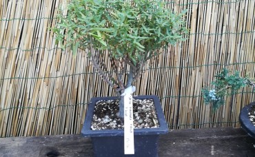Bonsai Salix purpurea nana